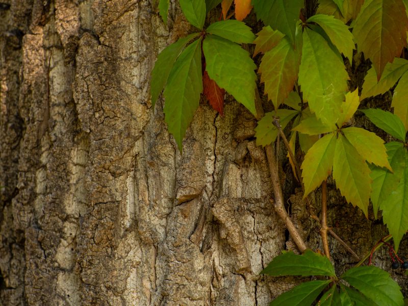 Invasive Vine Removal Service
