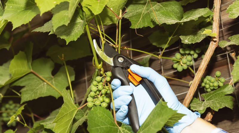 Invasive Vine Removal