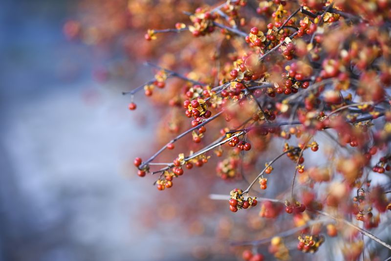 Invasive Vine Removal