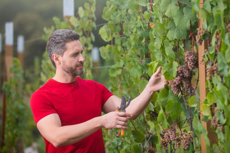 Invasive Vine Removal