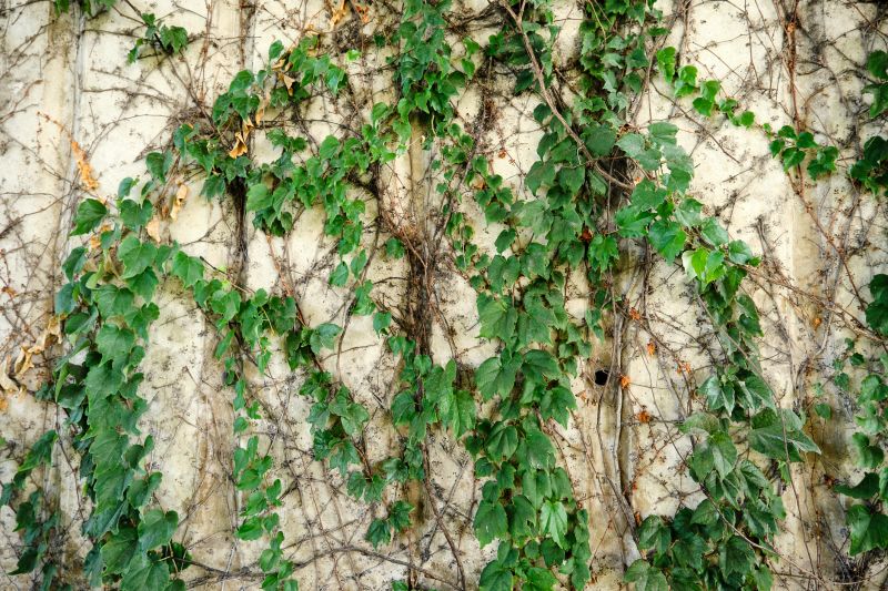 Invasive Vine Removal