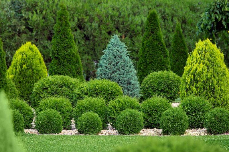 Shaped Landscape Shrubs