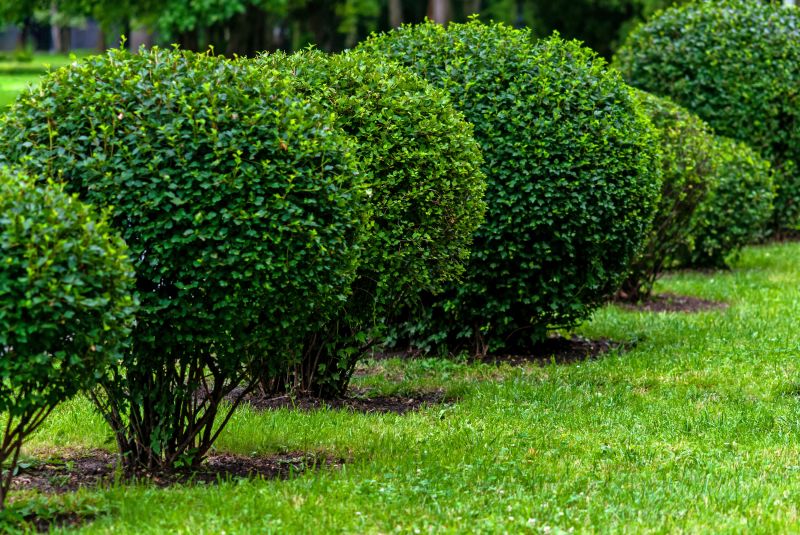 Pruned Shrubs in a Garden