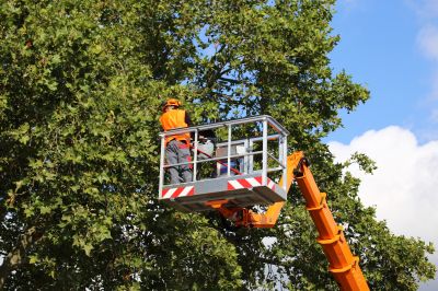 Arborists Specializing in Invasive Species