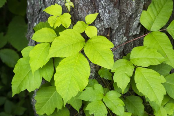 Poison Ivy Vine Control